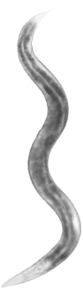 C. elegans